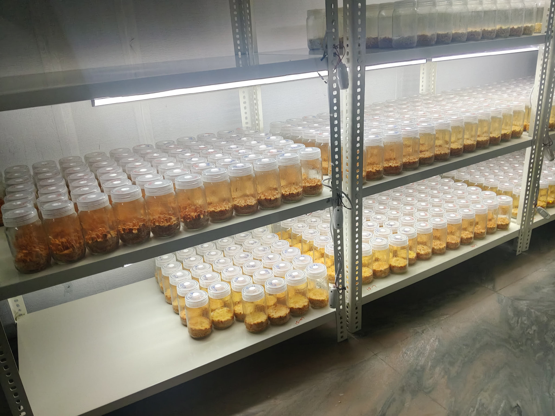 Radhvan Origins cultivation room: racks of Cordyceps militaris jars under controlled light
