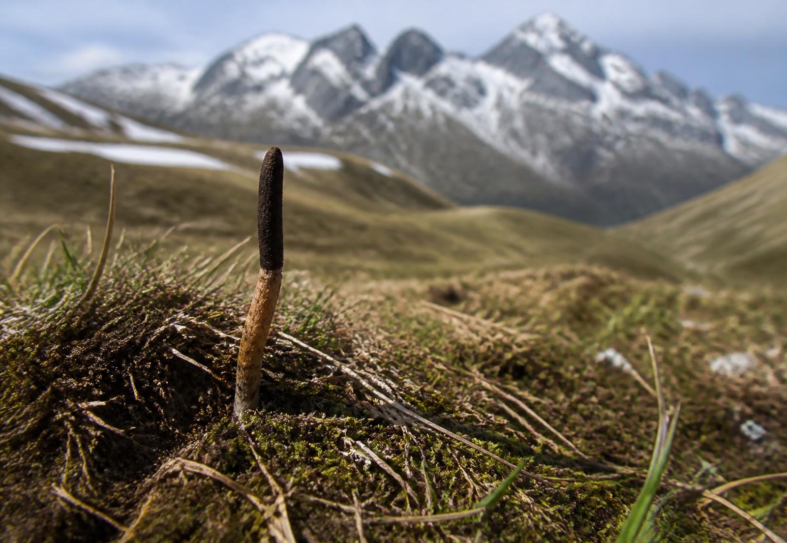 Cordyceps sinensis emerging from alpine turf with snow-dusted Himalayan ridges behind