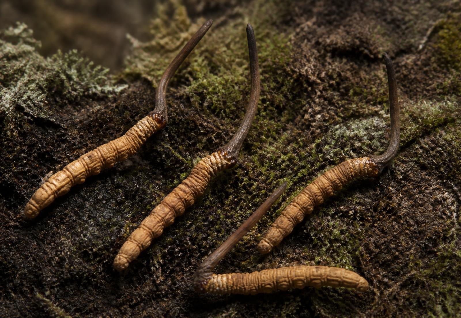 Wild Cordyceps sinensis specimens — caterpillar bodies with dark fungal clubs on mossy highland soil